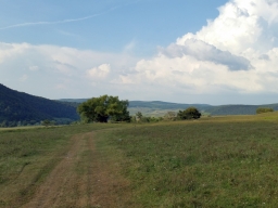 Trappold_2018